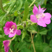 Vŕbovka chlpatá /Epilobium hirsutum