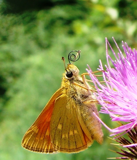Súmračník hrdzavý /Ochlodes venatus
