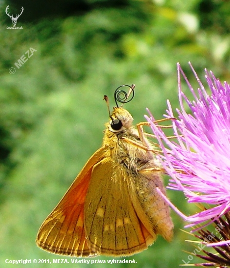 Súmračník hrdzavý /Ochlodes venatus