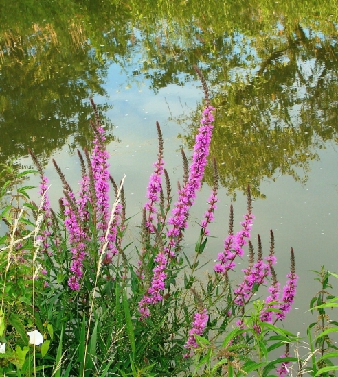 Vrbica vrbolistá /Lythrum salicarya L.