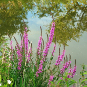 Vrbica vrbolistá /Lythrum salicarya L.