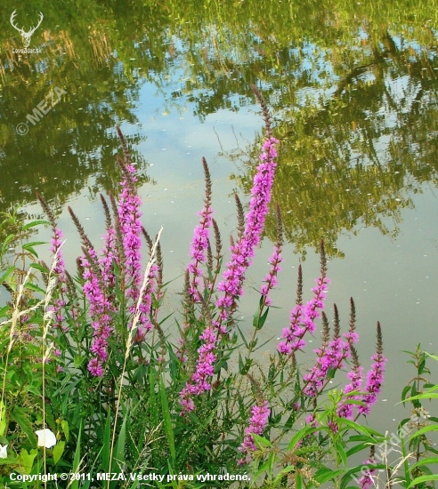 Vrbica vrbolistá /Lythrum salicarya L.