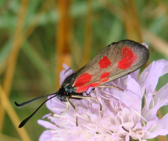 Vretienka ďatelinová /Zygaena trifolii