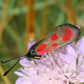 Vretienka ďatelinová /Zygaena trifolii