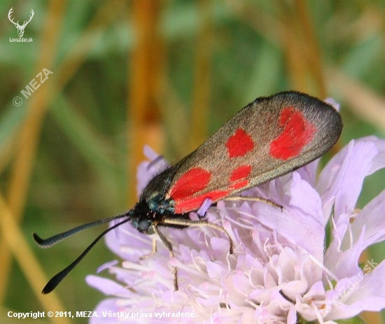 Vretienka ďatelinová /Zygaena trifolii