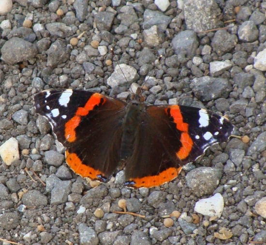 Babôčka admirálska /Vanessa atalanta