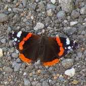 Babôčka admirálska /Vanessa atalanta