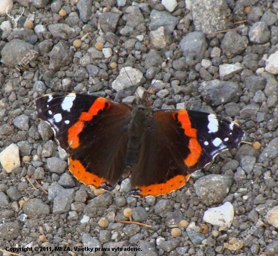 Babôčka admirálska /Vanessa atalanta