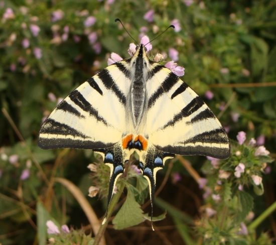 Vidlochvost ovocný /Iphiclides podalirius