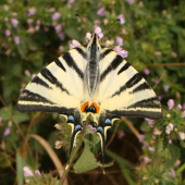Vidlochvost ovocný /Iphiclides podalirius