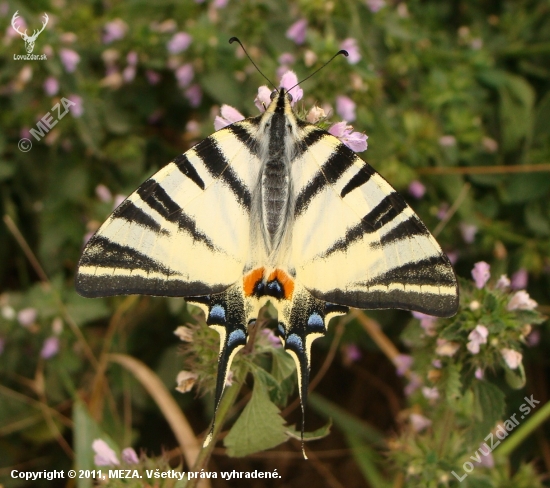 Vidlochvost ovocný /Iphiclides podalirius