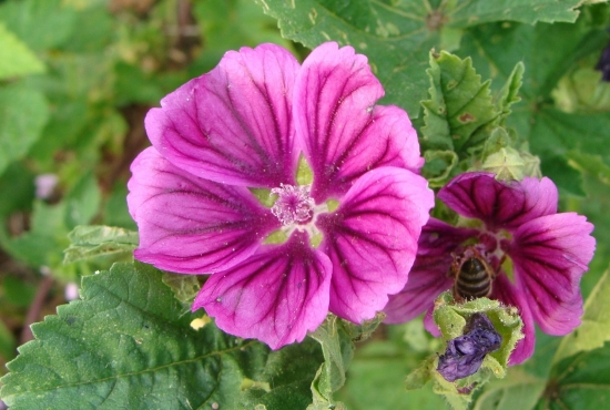 Slez maurský /Malva mauritiana