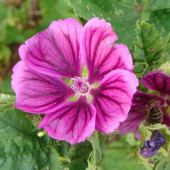 Slez maurský /Malva mauritiana