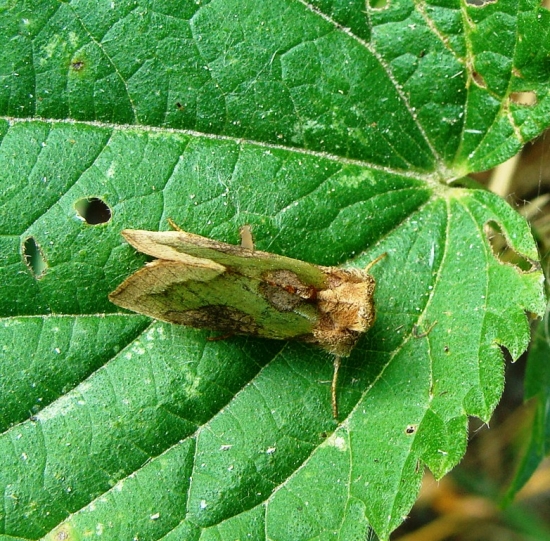 Mora Tuttova /Diachrysia stenochrysis