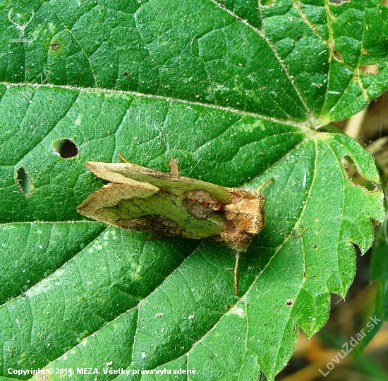 Mora Tuttova /Diachrysia stenochrysis