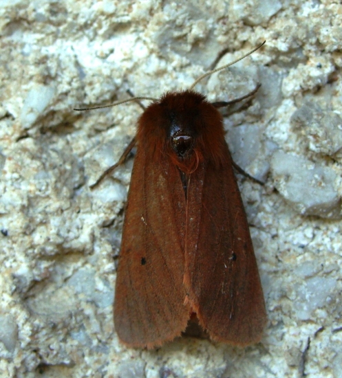 Spriadač štiavcový /Phragmatobia fuliginosa