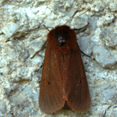 Spriadač štiavcový /Phragmatobia fuliginosa