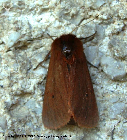 Spriadač štiavcový /Phragmatobia fuliginosa