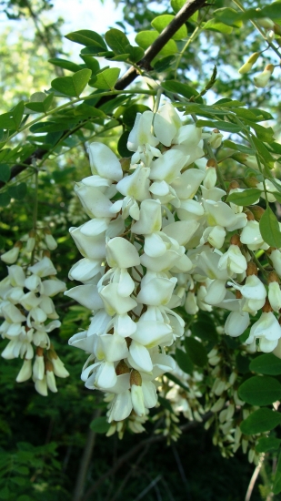 ...keď kvitli biele agáty