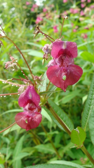 Netýkavka žliazkatá /Impatiens glandulifera