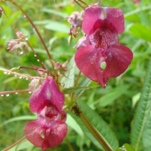 Netýkavka žliazkatá /Impatiens glandulifera