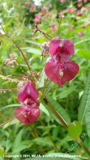 Netýkavka žliazkatá /Impatiens glandulifera