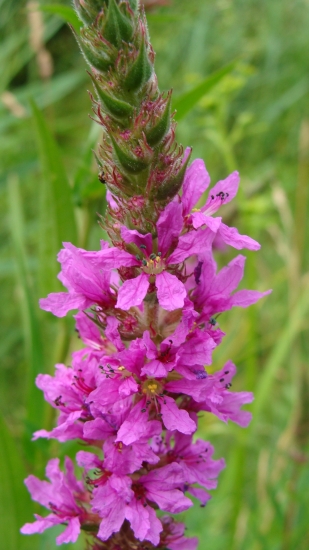 vrbica vŕbolistá /Lythrum salicaria