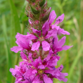 vrbica vŕbolistá /Lythrum salicaria