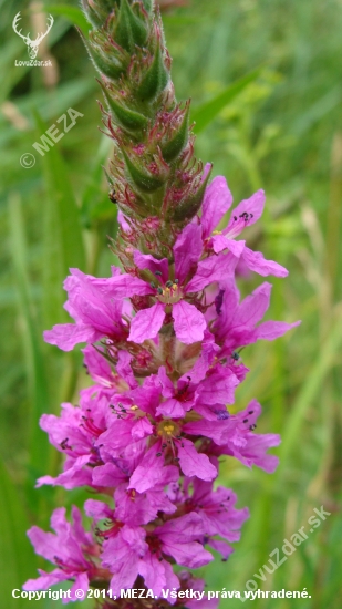 vrbica vŕbolistá /Lythrum salicaria