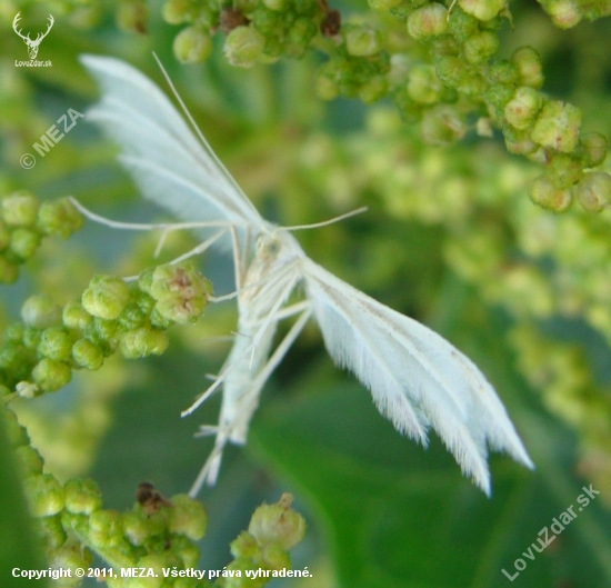 Pierkavec povojový /Pterophorus pentadactyla