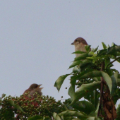 mláďa pod dohľadom...