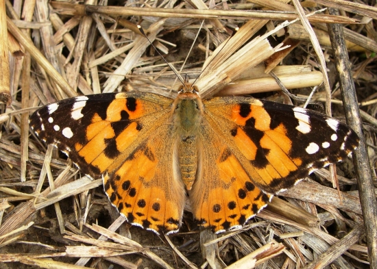 Babôčka bodliaková /Vanessa cardui
