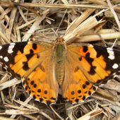 Babôčka bodliaková /Vanessa cardui