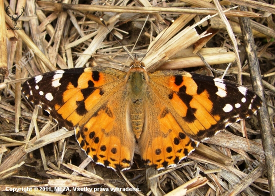 Babôčka bodliaková /Vanessa cardui