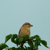 Strakoš červenochrbtý - samička