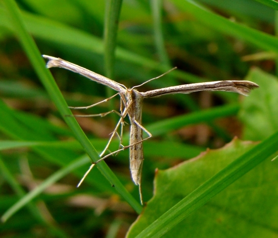 Pierkavec pupencový /Emmelina monodactyla