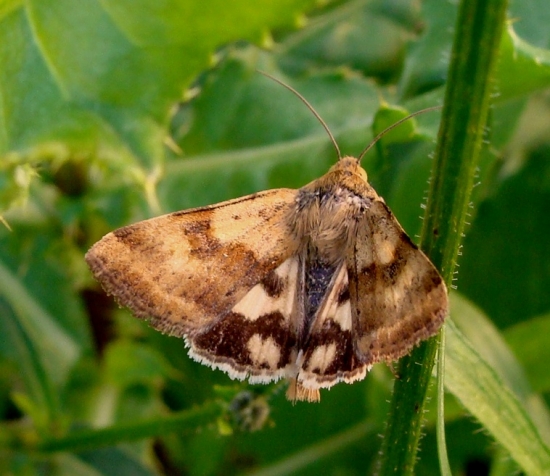 Sivkavec štetkový /Heliothisviriplaca