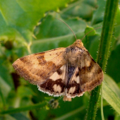 Sivkavec štetkový /Heliothisviriplaca