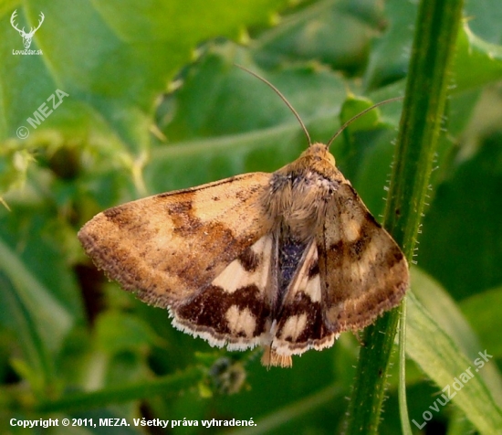 Sivkavec štetkový /Heliothisviriplaca