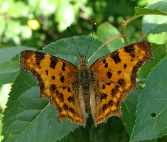 babôčka zubatokrídla