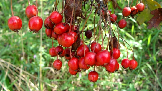 plody hlohu už dozrievajú...
