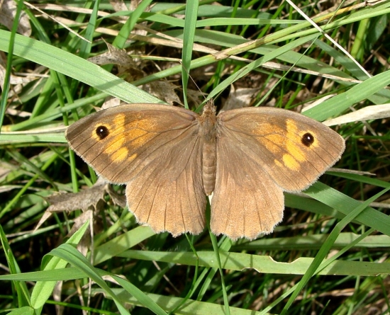 Očkáň lúčny /Maniola jurtina