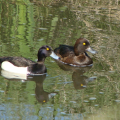 chochlačka vrkočatá