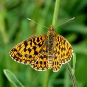 Perlovec dvanásťškvrnný /Boloria selene