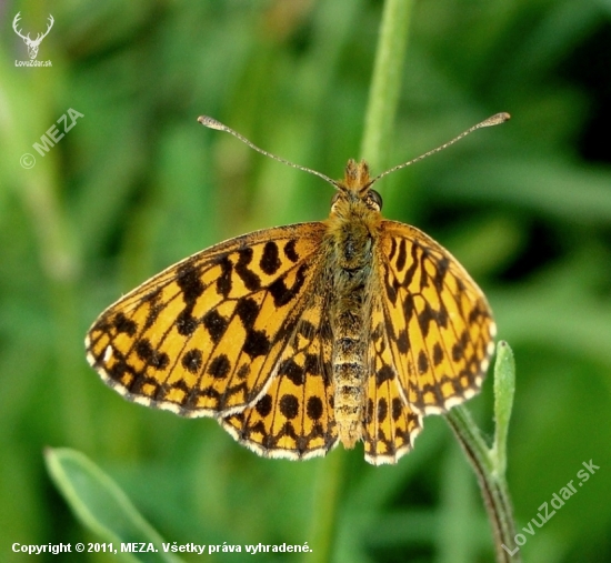 Perlovec dvanásťškvrnný /Boloria selene