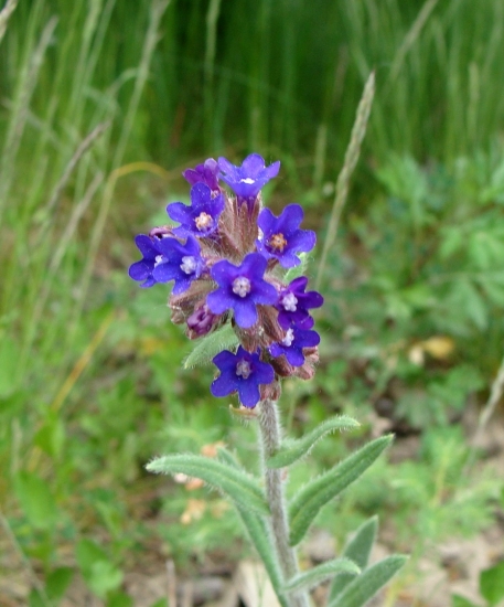 Smohla lekárska /Anchusa officinalis