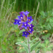 Smohla lekárska /Anchusa officinalis
