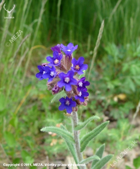 Smohla lekárska /Anchusa officinalis