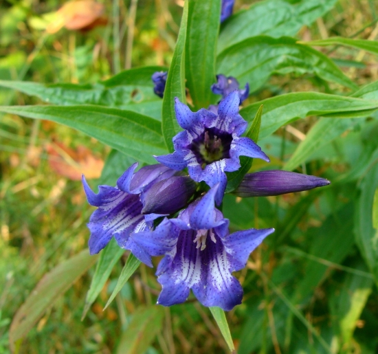 Horec luskáčovitý /Gentiana asclepiadea