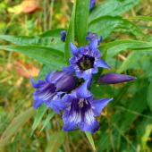Horec luskáčovitý /Gentiana asclepiadea